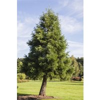 Kategorie <b>Nadelbäume u. Koniferen </b> - Sequoiadendron giganteum 60-80 cm