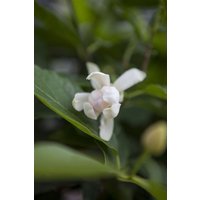 Blütensträucher und Ziergehölze - Sinocalycanthus 'Venus' 60-80 cm