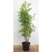 Kategorie <b>Produkt nicht gewünscht </b> - Sorbaria sorbifolia 125-150 cm
