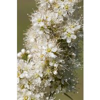 Kategorie <b>Produkt nicht gewünscht </b> - Sorbaria sorbifolia 100-125 cm