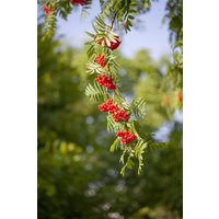 Kategorie <b>Produkt nicht gewünscht </b> - Sorbus aucuparia 150-200 cm