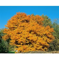 Kategorie <b>Laubbäume </b> - Sorbus domestica 100-125 cm