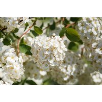 Kategorie <b>Produkt nicht gewünscht </b> - Spiraea betulifolia 40-60 cm