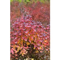 Kategorie <b>Produkt nicht gewünscht </b> - Spiraea betulifolia 'Tor' 30-40 cm