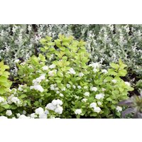 Kategorie <b>Produkt nicht gewünscht </b> - Spiraea betulifolia 'Tor Gold' 30-40 cm