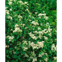 Kategorie <b>Blütensträucher und Ziergehölze </b> - Spiraea decumbens 30-40 cm