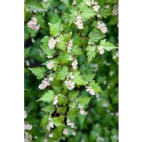 Kategorie <b>Produkt nicht gewünscht </b> - Stephanandra incisa 'Crispa' 30-40 cm