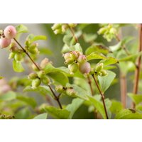 Kategorie <b>Produkt nicht gewünscht </b> - Symphoricarpos doorenbosii 'Magic Berry' 100-125 cm
