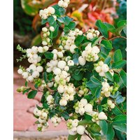 Kategorie <b>Produkt nicht gewünscht </b> - Symphoricarpos doorenbosii 'White Hedge' 40-60 cm