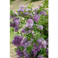 Kategorie <b>Produkt nicht gewünscht </b> - Syringa chinensis 'Saugeana' 200-250 cm