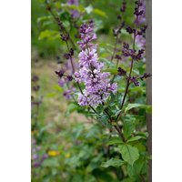 Kategorie <b>Blütensträucher und Ziergehölze </b> - Syringa josikaea 125-150 cm