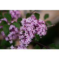 Kategorie <b>Kübelpflanzen </b> - Syringa meyeri 'Josee' 175-200 cm