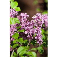 Kategorie <b>Produkt nicht gewünscht </b> - Syringa meyeri 'Palibin' 100-125 cm