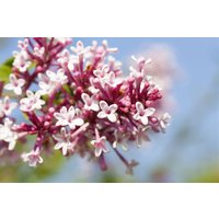 Kategorie <b>Blütensträucher und Ziergehölze </b> - Syringa microphylla 'Superba' 100-125 cm