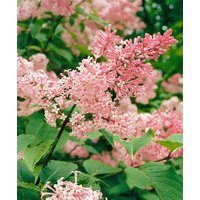Kategorie <b>Produkt nicht gewünscht </b> - Syringa reflexa 60-80 cm