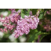 Kategorie <b>Produkt nicht gewünscht </b> - Syringa swegiflexa 100-125 cm