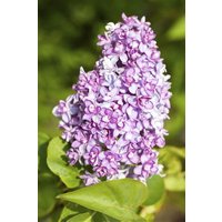 Kategorie <b>Produkt nicht gewünscht </b> - Syringa vulgaris 60-100 cm