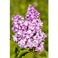 Kategorie <b>Laubbäume </b> - Syringa vulgaris 'Andenken an Ludwig Späth' 60-80 cm