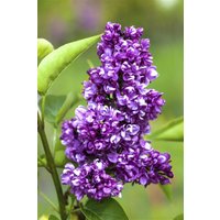 Kategorie <b>Blütensträucher und Ziergehölze </b> - Syringa vulgaris 'Charles Joly' 100 cm Stammhöhe