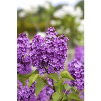 Kategorie <b>Blütensträucher und Ziergehölze </b> - Syringa vulgaris 'Katharine Havemeyer' 100 cm Stammhöhe
