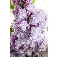 Kategorie <b>Produkt nicht gewünscht </b> - Syringa vulgaris 'Michel Buchner' 80-100 cm