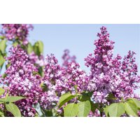 Kategorie <b>Blütensträucher und Ziergehölze </b> - Syringa vulgaris 'Paul Thirion' 60-80 cm