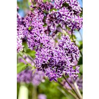 Kategorie <b>Blütensträucher und Ziergehölze </b> - Syringa vulgaris 'Sensation' 100-125 cm
