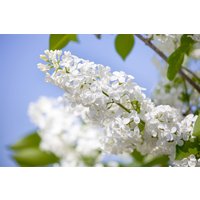 Kategorie <b>Blütensträucher und Ziergehölze </b> - Syringa vulgaris 'Souv.Alice Harding' 60-80 cm