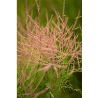Kategorie <b>Produkt nicht gewünscht </b> - Tamarix ramosissima 150-200 cm