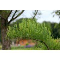 Nadelbäume u. Koniferen - Taxodium distichum 'Nutans' 100-125 cm