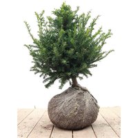 Kategorie <b>Nadelbäume u. Koniferen </b> - Taxus baccata 30-40 cm