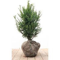 Nadelbäume u. Koniferen - Taxus baccata 40-50 cm