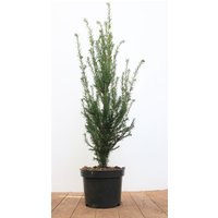 Nadelbäume u. Koniferen - Taxus baccata 50-60 cm
