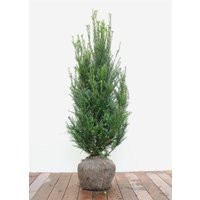 Nadelbäume u. Koniferen - Taxus baccata 100-125 cm