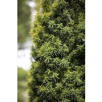 Kategorie <b>Nadelbäume u. Koniferen </b> - Taxus baccata Kegel 60-70 cm