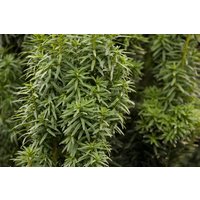 Kategorie <b>Nadelbäume u. Koniferen </b> - Taxus baccata 'David' 50-60 cm