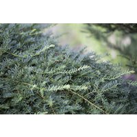 Kategorie <b>Nadelbäume u. Koniferen </b> - Taxus baccata 'Dovastoniana' 25-30 cm