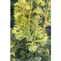 Kategorie <b>Nadelbäume u. Koniferen </b> - Taxus baccata 'Dovastonii Aurea' 100-125 cm
