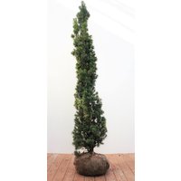 Kategorie <b>Nadelbäume u. Koniferen </b> - Taxus baccata 'Fastigiata' 140-160 cm
