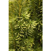 Kategorie <b>Nadelbäume u. Koniferen </b> - Taxus baccata 'Fastigiata Aurea' 20-30 cm