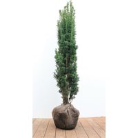 Kategorie <b>Nadelbäume u. Koniferen </b> - Taxus baccata 'Fastigiata Robusta' 100-120 cm