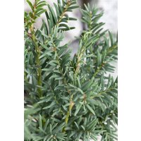 Kategorie <b>Nadelbäume u. Koniferen </b> - Taxus baccata 'Fips' 25-30 cm