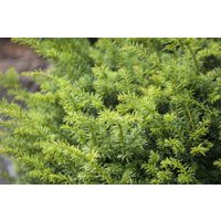 Kategorie <b>Nadelbäume u. Koniferen </b> - Taxus baccata 'Golden Nugget' 20-25 cm