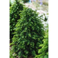 Kategorie <b>Nadelbäume u. Koniferen </b> - Taxus baccata 'Höpken's Gigant' 80-100 cm