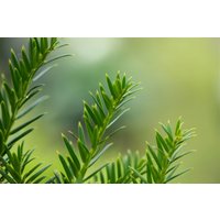 Kategorie <b>Nadelbäume u. Koniferen </b> - Taxus baccata 'Overeynderi' Kugel 50-55 cm