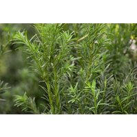 Nadelbäume u. Koniferen - Taxus baccata 'Schwarzgrün' Würfel 55-60 cm