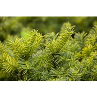 Nadelbäume u. Koniferen - Taxus baccata 'Summergold' 100-125 cm