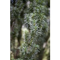 Nadelbäume u. Koniferen - Taxus baccata 'Westerstede' 60-70 cm