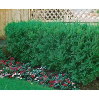 Kategorie <b>Nadelbäume u. Koniferen </b> - Taxus cuspidata 125-150 cm