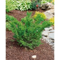 Kategorie <b>Nadelbäume u. Koniferen </b> - Taxus media 'Farmen' 25-30 cm